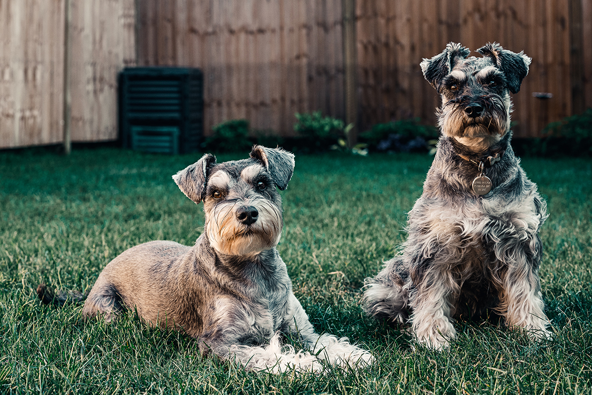 Köpeklerde Kuduz Belirtileri ve Tedavi Yolları KöpekBilgi