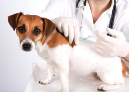 Köpeklerde Leptospirozis Aşısı Ne Zaman Yapılır?