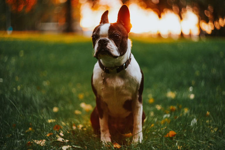 Köpeklerde Egzama Tedavisi ve Belirtileri KöpekBilgi