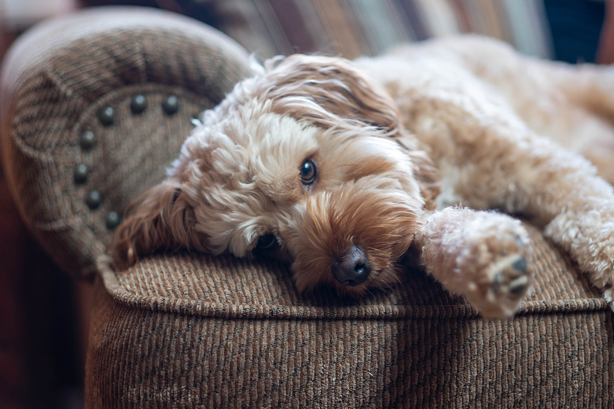 Köpekler Neden Kusar? Köpeklerde Kusma Sebepleri KöpekBilgi