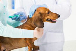 Yetişkin Köpek Aşı Takvimi Hakkında Bilgiler