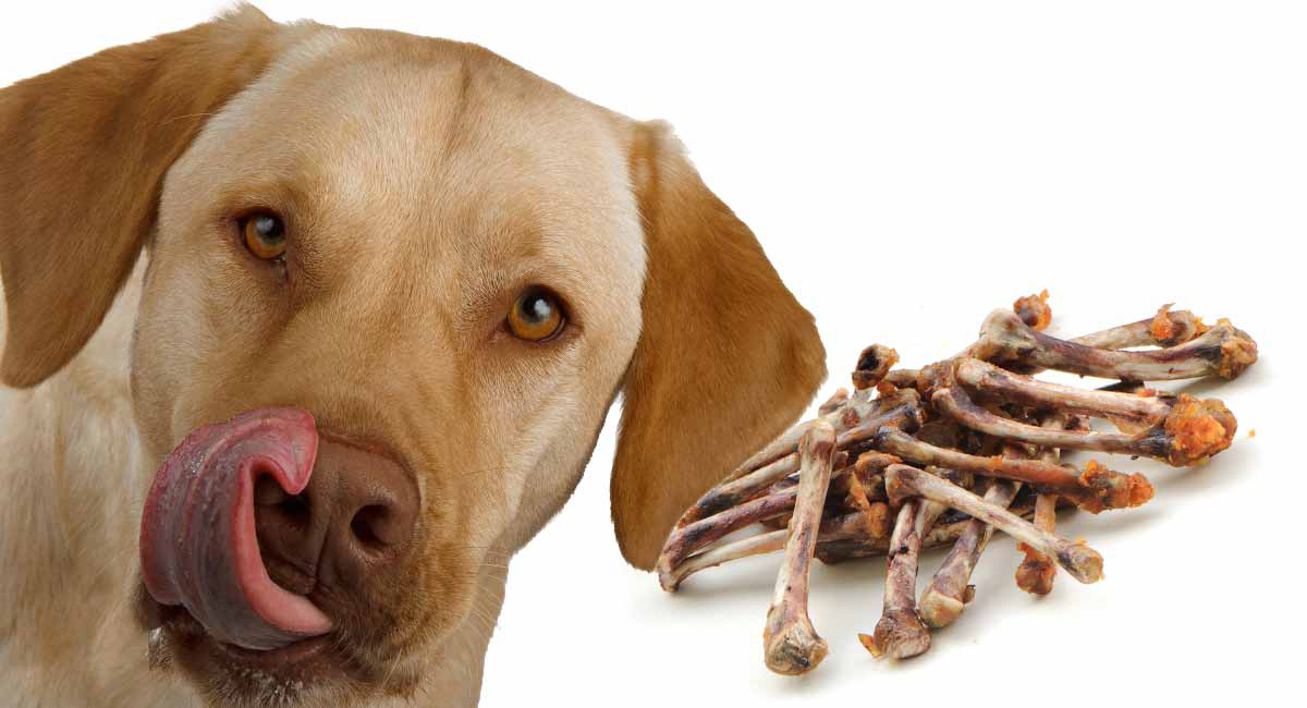 Köpeklere Kemik Verilir Mi? KöpekBilgi