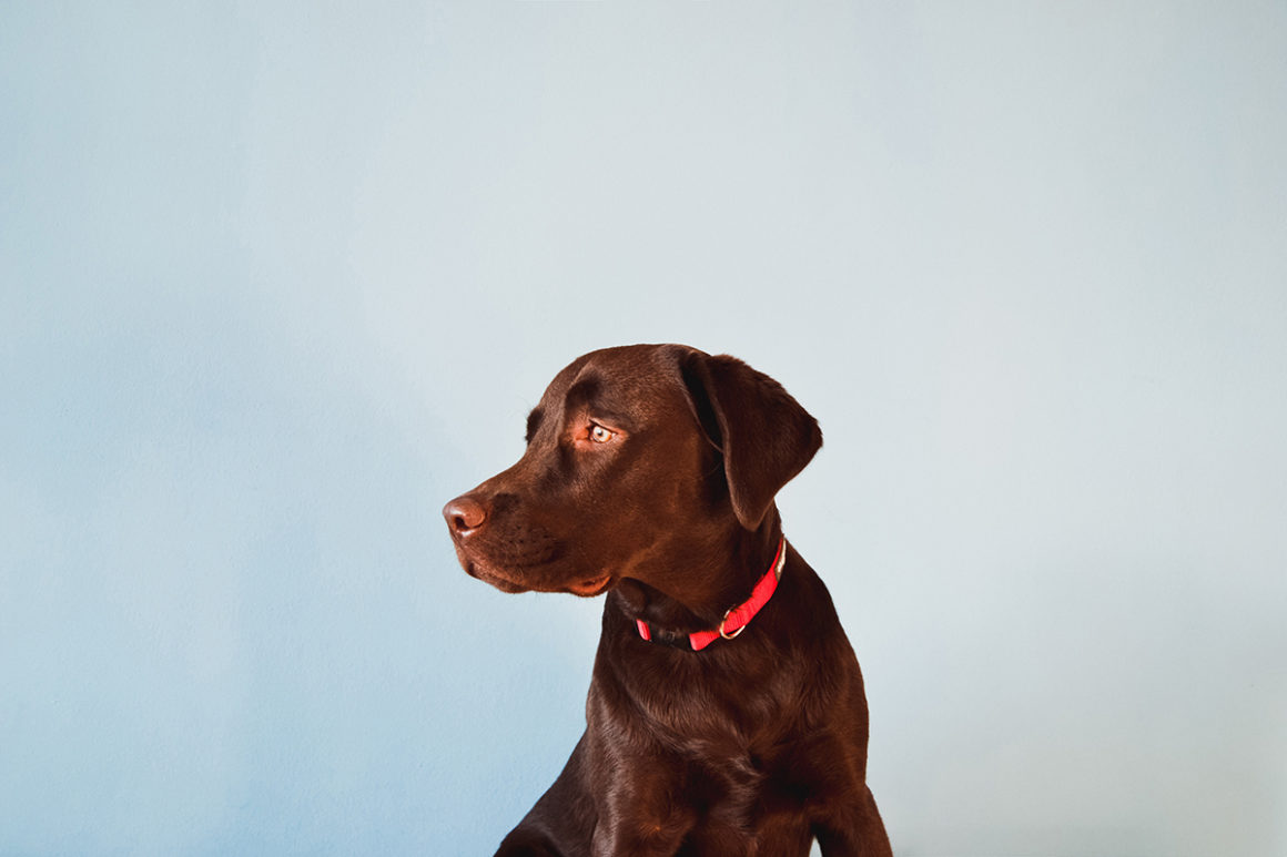 Köpeklerde Kemik Kanseri Belirtileri ve Tedavileri KöpekBilgi