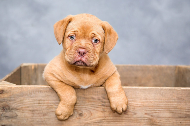köpeklerde lyme aşısı