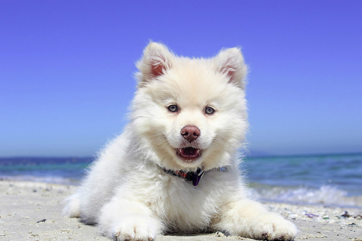 Köpeklerde Parainfluenza Aşısı Ne İşe Yarar? KöpekBilgi
