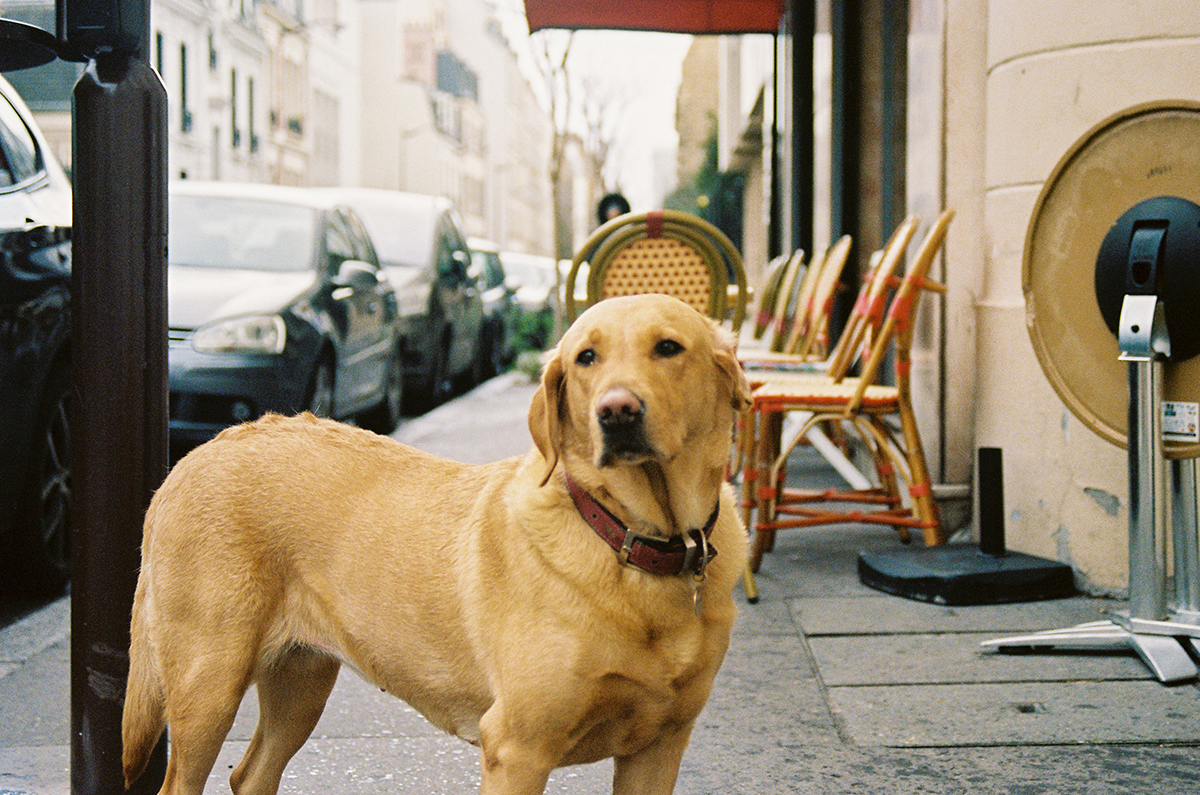 Köpeklerde Egzama Tedavisi ve Belirtileri KöpekBilgi