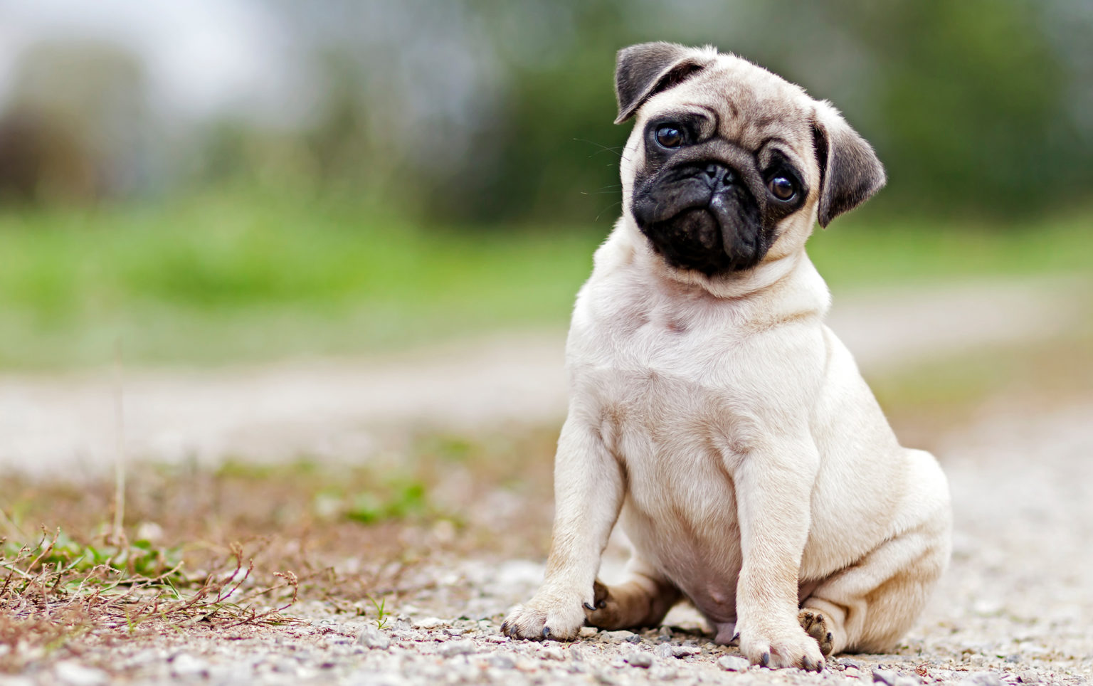 Türkiye’de Beslenen En Popüler Köpek Irkları KöpekBilgi