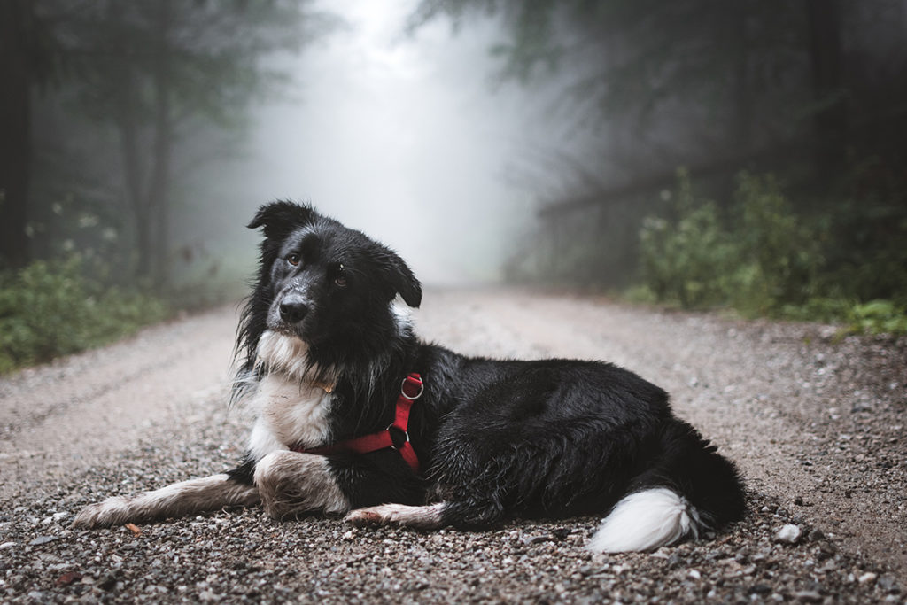 köpeklerde kusma arşivleri KöpekBilgi