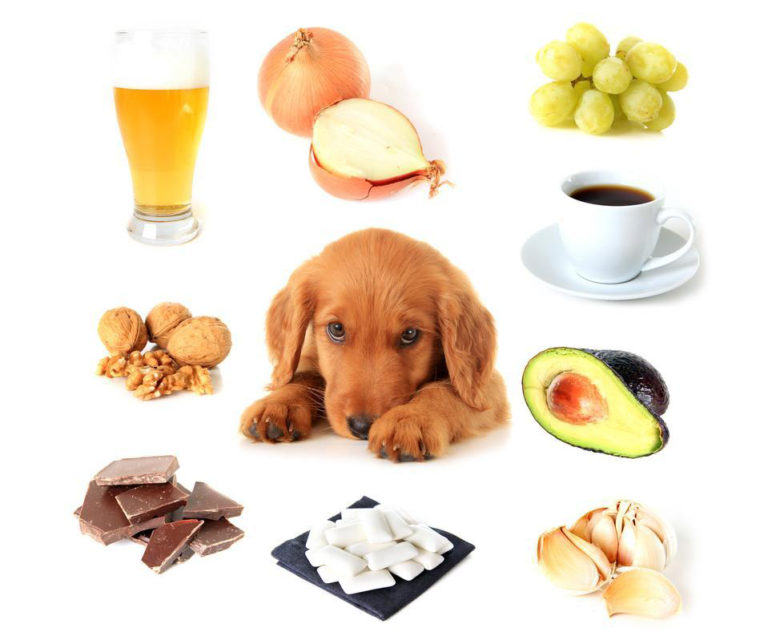köpeklere zararlı yiyecekler