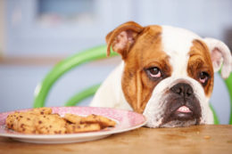 Köpekler İçin Zararlı Yiyecekler Nelerdir?