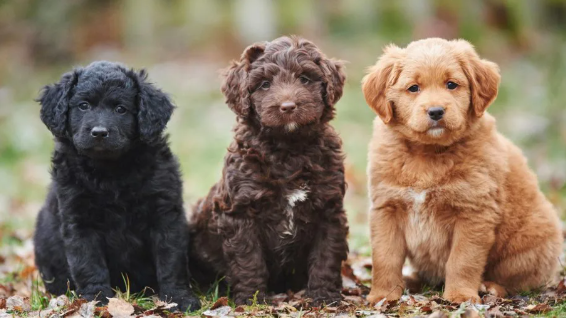 en iri köpek