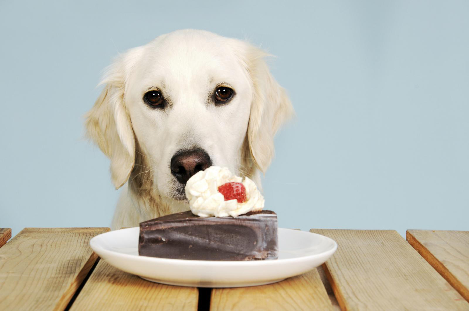 Köpekler İçin Zararlı Yiyecekler Nelerdir? KöpekBilgi