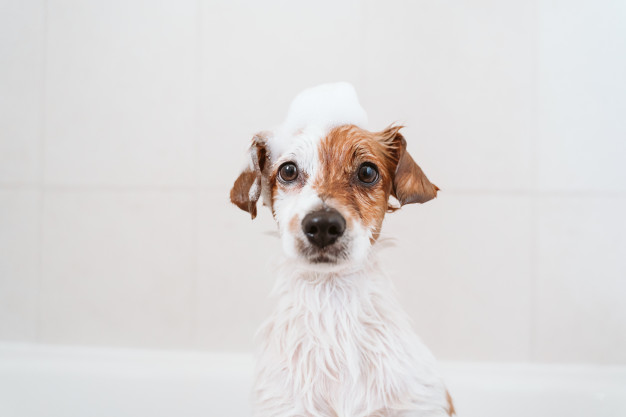 köpek şampuanı nasıl seçilmeli