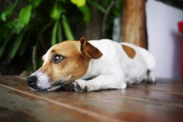 Köpeklerde Göz Kanlanması Neden Olur? Belirtileri Nelerdir?