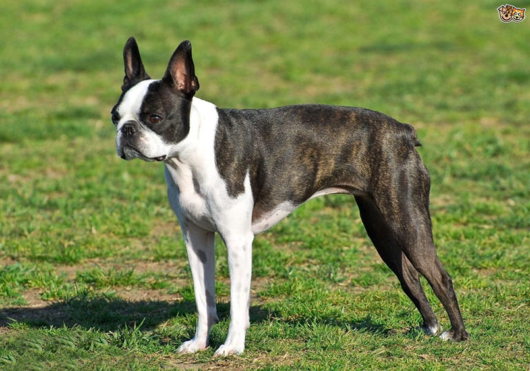 Tüy Dökmeyen Köpek Irkları KöpekBilgi