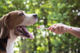 Köpeklerde Diş Eti İltihabı Nedenleri, Tedavisi, Nasıl Önlenir?