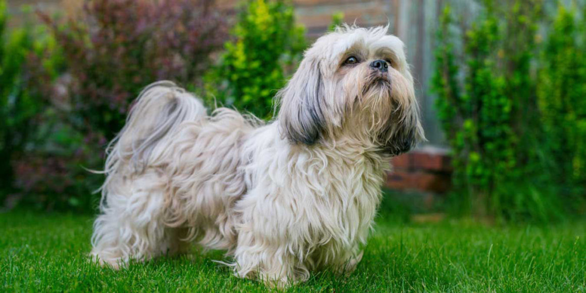 köpek tüylerinin parlak olması için