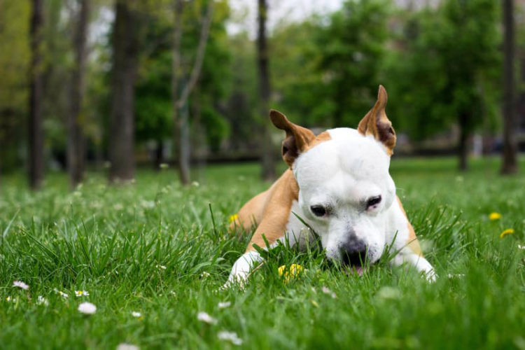 Köpeklerin Çim Yeme Nedenleri, Köpekler Neden Çim Yiyor? KöpekBilgi