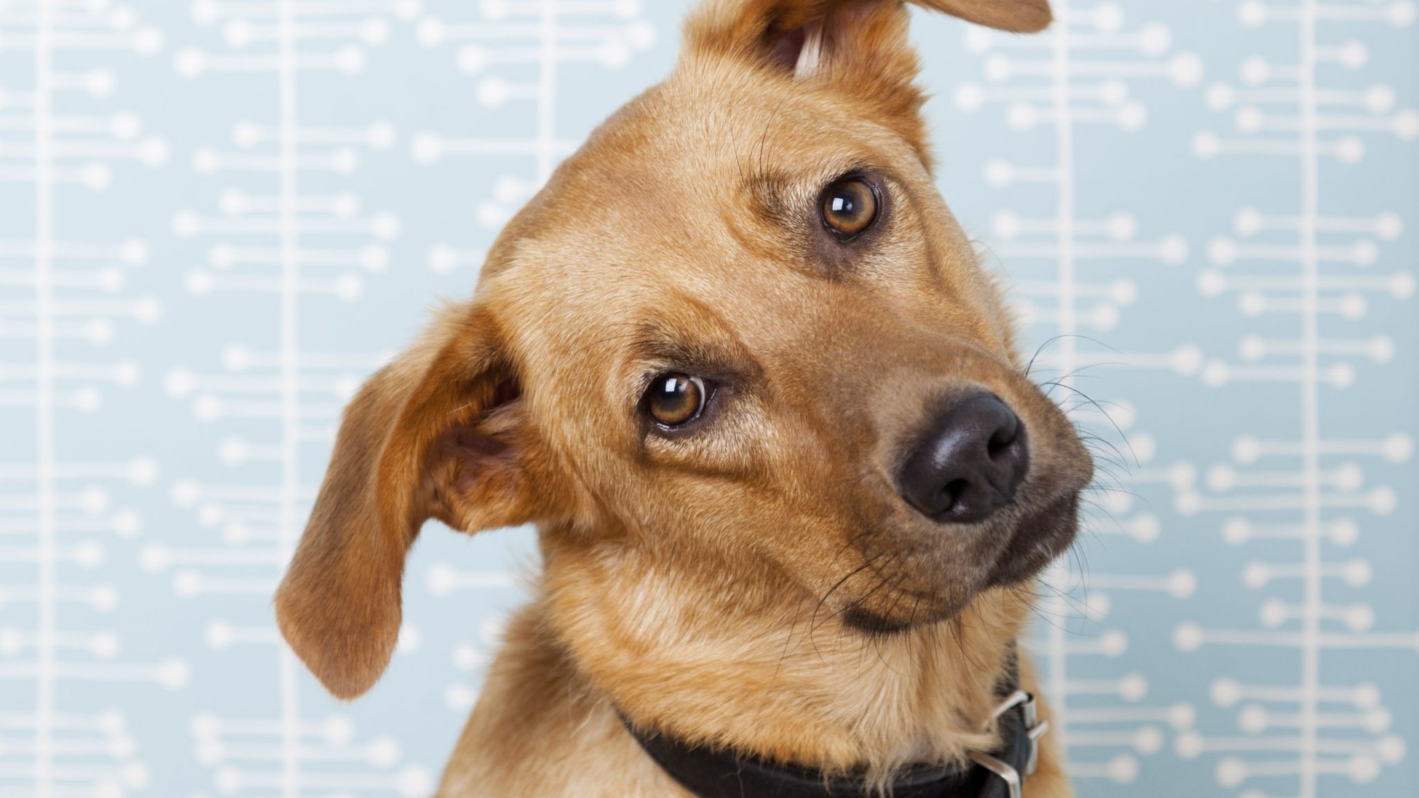 köpeklerde kanser belirtileri