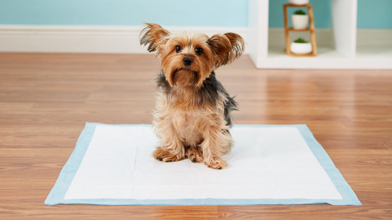 Köpek Tuvalet Pedi Nedir? Nasıl Kullanılır? KöpekBilgi