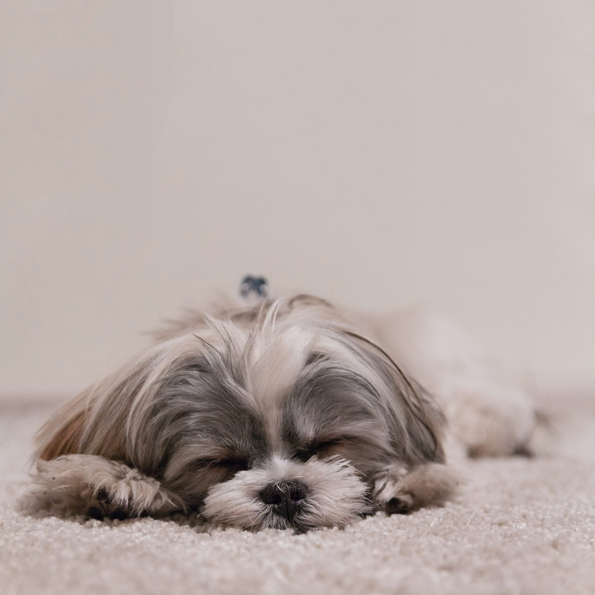 Köpeklerde Solunum Yolu Hastalıkları Farenjit Belirtileri KöpekBilgi