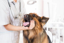 Köpeklerde Atopik Dermatit  Alerjisi