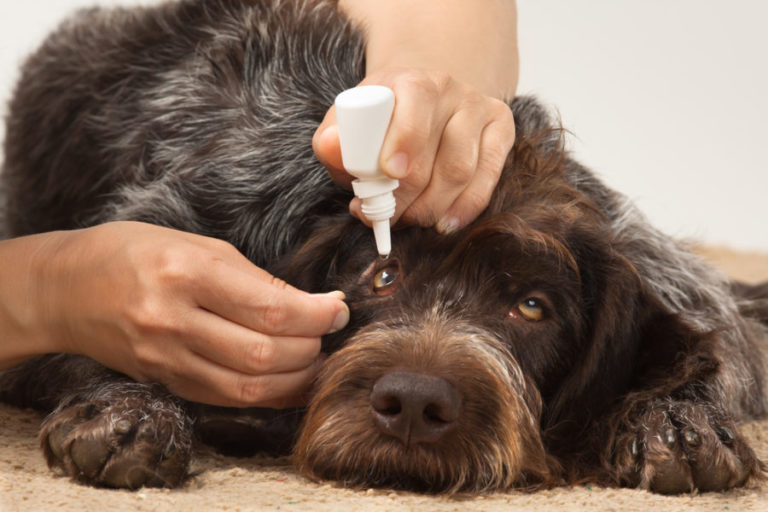 Köpeklerde Kuru Göz Hastalığı Belirtileri, Nedenleri KöpekBilgi
