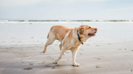 Köpeklerde Dirsek Displazisi Belirtileri ve Tedavisi