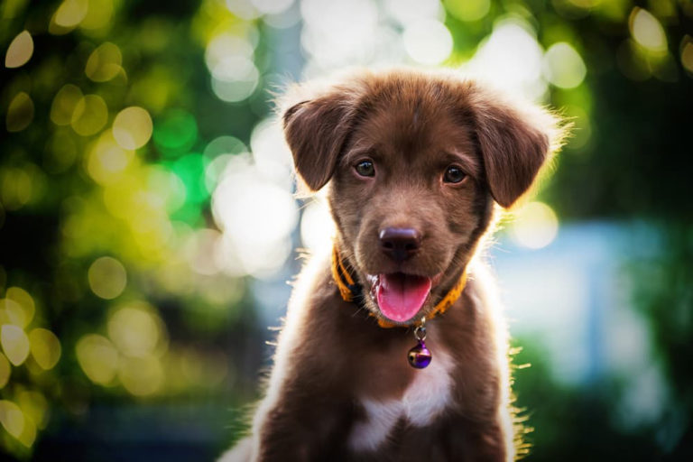 Köpeklerde ELS Hastalığı Belirtileri, Nedenleri ve Tedavisi KöpekBilgi