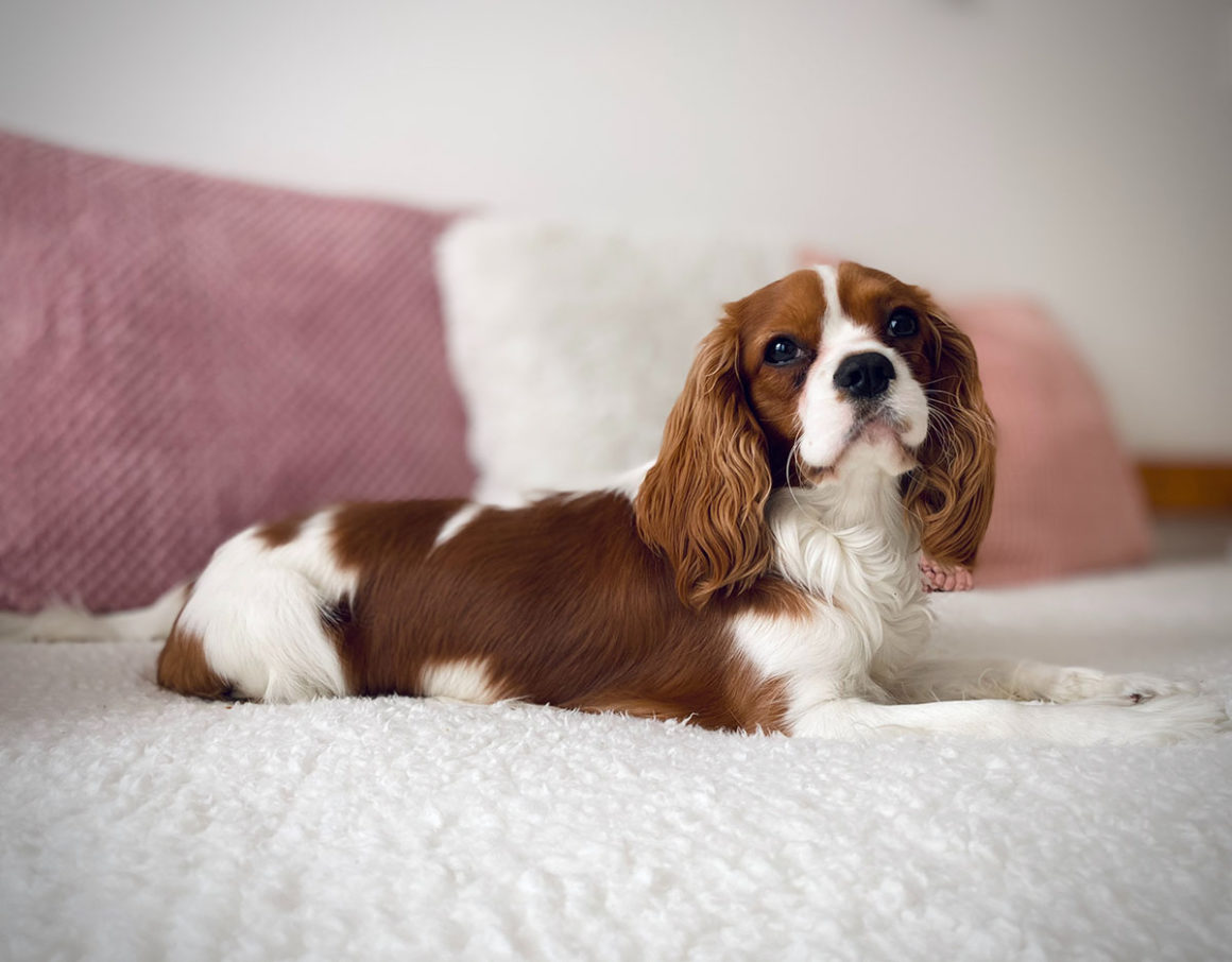 Köpeklerde Dış Gebelik Nedenleri ve Belirtileri KöpekBilgi