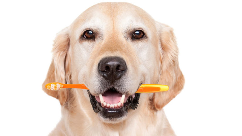 Köpeklerde Diş Hastalıkları ve Tedavi Yöntemleri KöpekBilgi