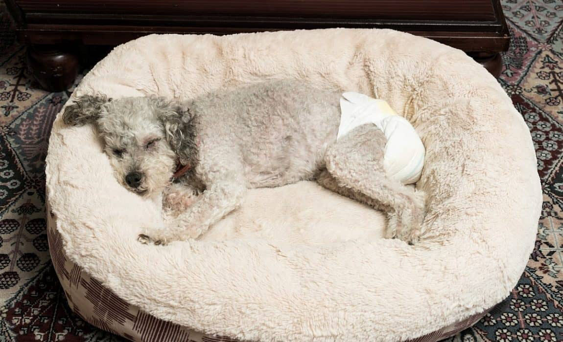 köpeklerde regl