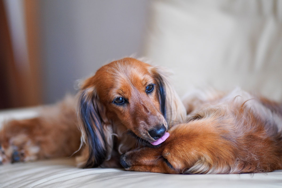 Köpeklerde Dış Gebelik Nedenleri ve Belirtileri KöpekBilgi