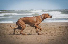Köpeklerde Eklem Hastalığı: Artrit Belirtileri