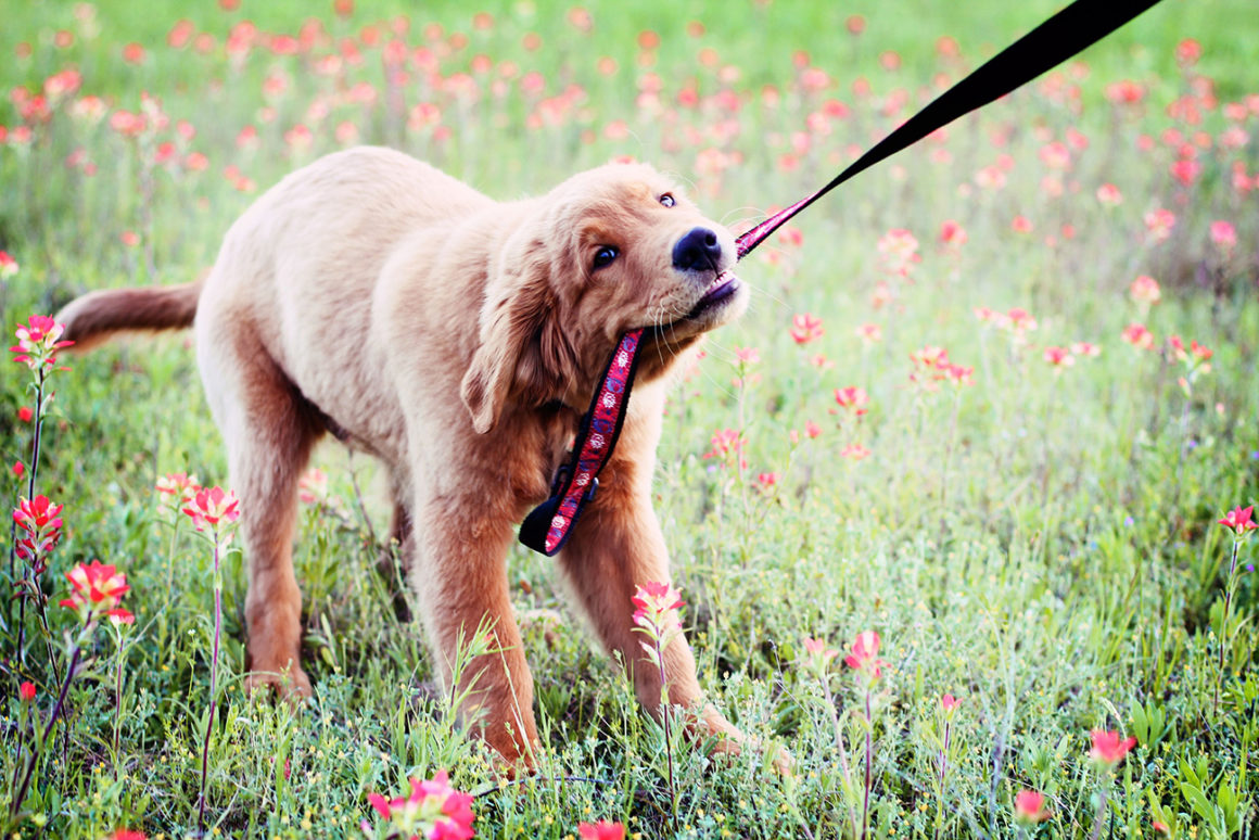 Köpekler Yürüyüşe Çıktığınızda Neden Çekiştirirler? KöpekBilgi