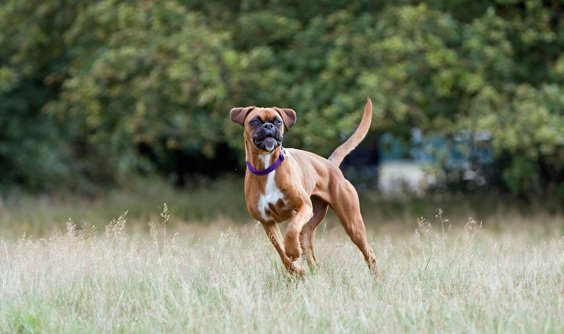 Köpeklerde Kuyruk Hareketleri Neyi Anlatır? KöpekBilgi