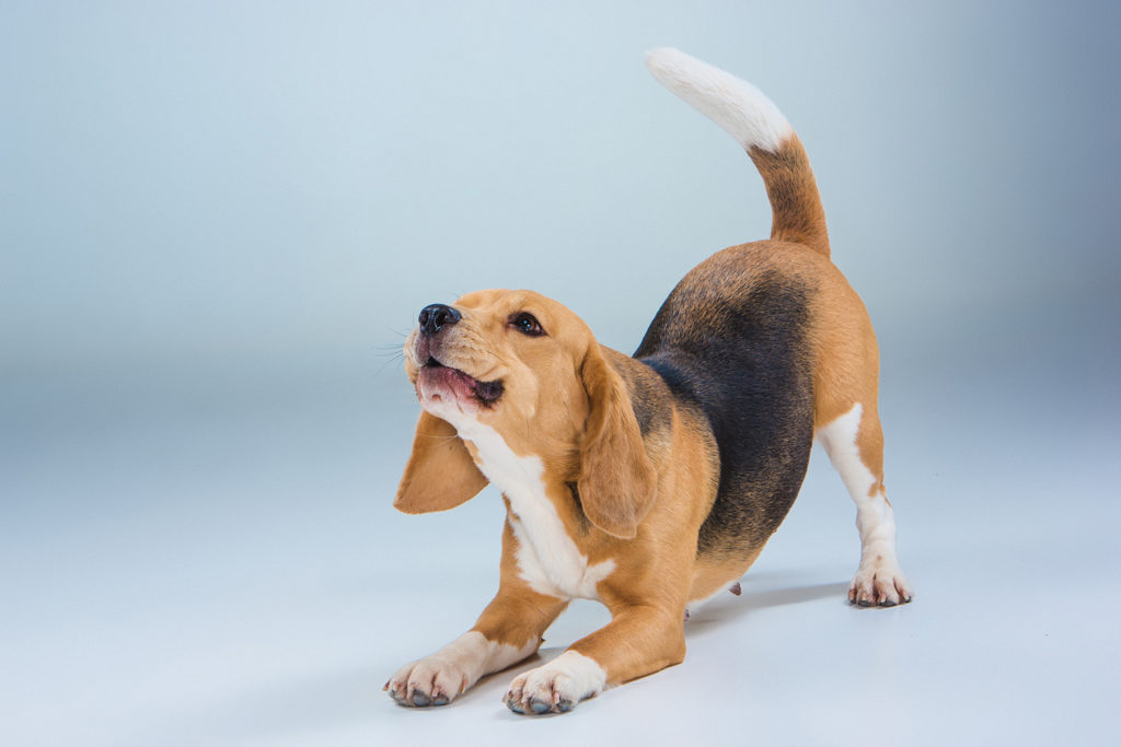 köpeklerde cilt hastalıkları arşivleri KöpekBilgi