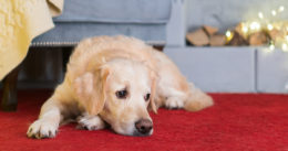 Köpeklerde Böbrek Sorunu: Böbrek Taşı Rahatsızlığı