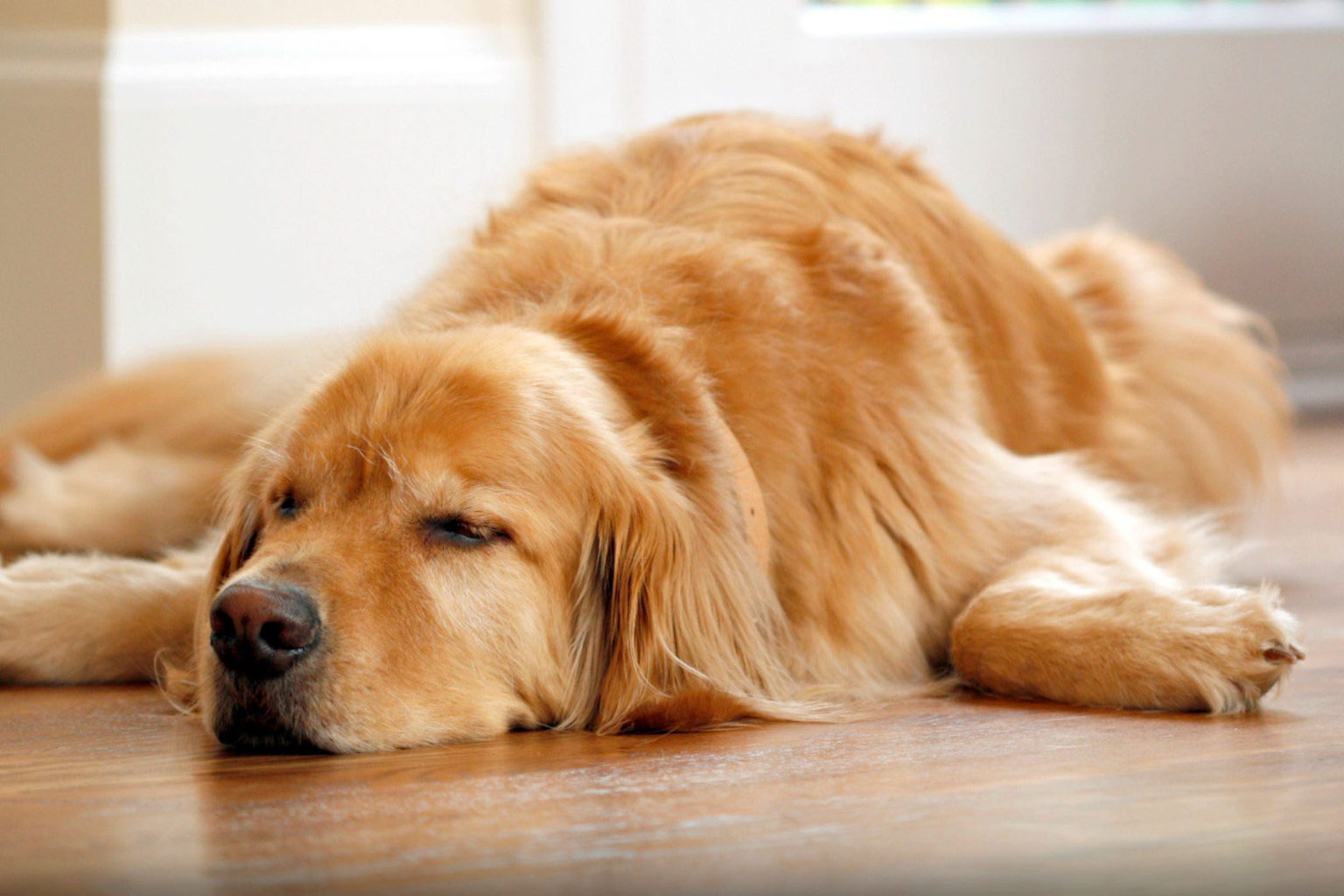 Dişi Köpeklerde Regl Dönemi, Yapılması Gerekenler KöpekBilgi