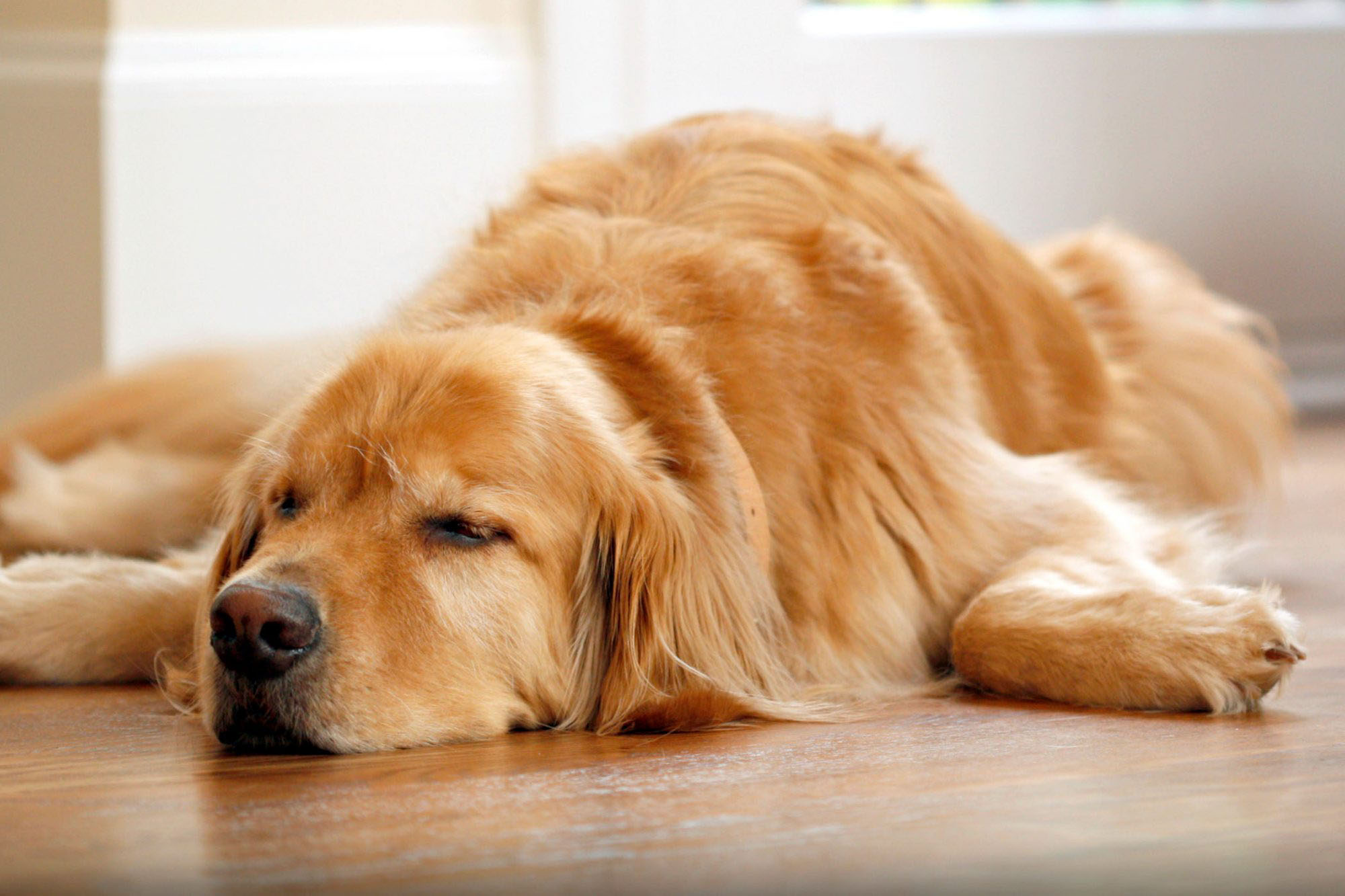 Dişi Köpeklerde Regl Dönemi, Yapılması Gerekenler KöpekBilgi