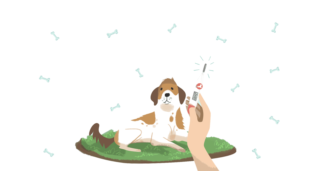 köpeğin ateşi olduğunu nasıl anlarız