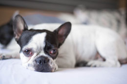 Köpeklerde ELS Hastalığı Belirtileri, Nedenleri ve Tedavisi