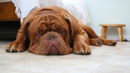 Köpeklerde Gastrit Belirtileri ve Tedavisi