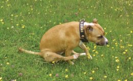 Köpeklerde Anal Kese Sorunu: Belirtileri, Nedenleri