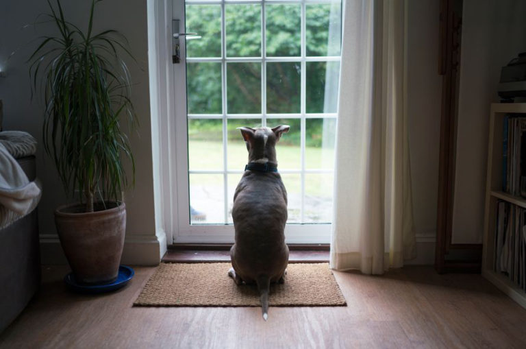 Köpekleri Mutlu Etmenin Yolları Nelerdir? KöpekBilgi