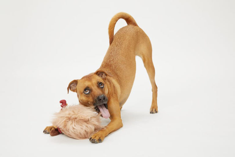 köpeklerin aşıları