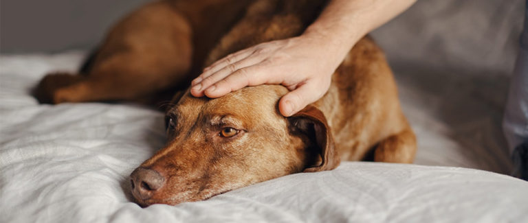 Köpeklerde Epilepsi Hastalığı Nedir Tedavisi Var Mı Köpekbilgi