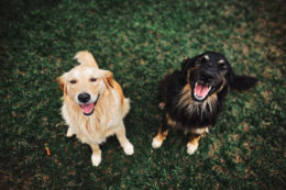 Köpekleri Mutlu Etmenin Yolları Nelerdir?