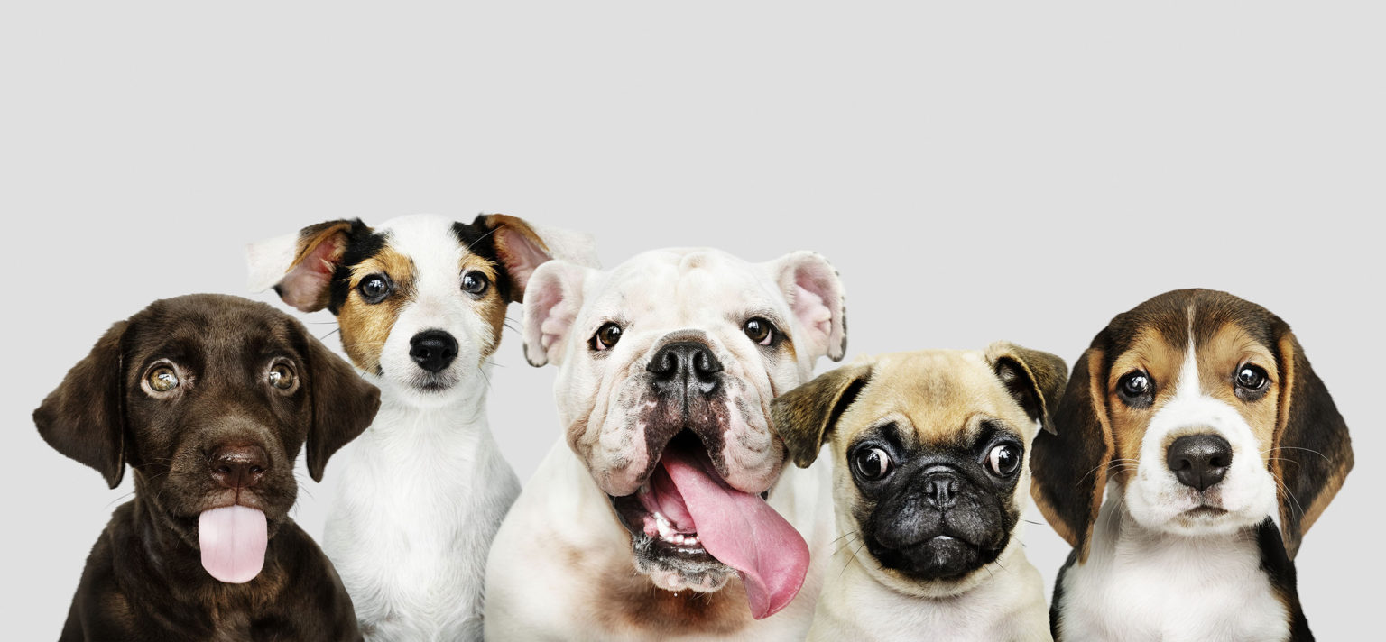 köpek cinsleri arşivleri KöpekBilgi