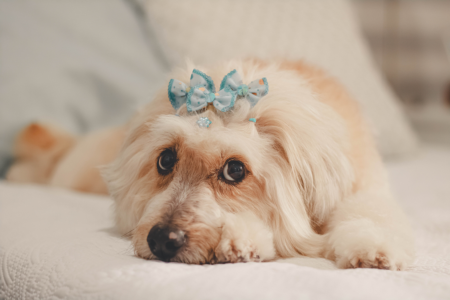 Köpeklerde FIP Hastalığı Belirtileri ve Tedavisi KöpekBilgi
